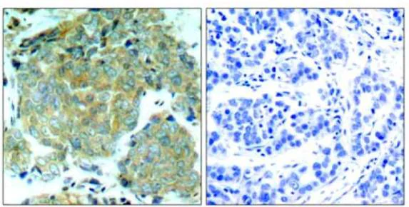 Immunohistochemistry (Formalin/PFA-fixed paraffin-embedded sections) - Anti-EIF2S1 (phospho S51) antibody (AB131505)