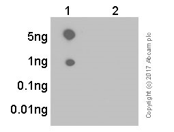 Dot Blot - Anti-EIF2S1 (phospho S51) antibody [E90] (AB32157), expandable thumbnail