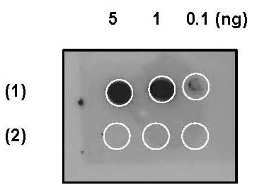 Dot Blot - Anti-EIF2S1 (phospho S51) antibody [E90] (ab32157), expandable thumbnail