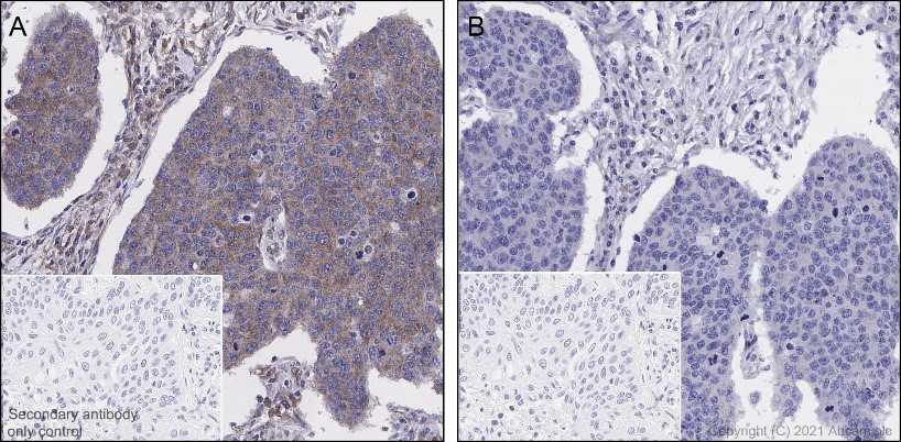 Immunohistochemistry (Formalin/PFA-fixed paraffin-embedded sections) - Anti-EIF2S1 (phospho S51) antibody [E90] (AB32157), expandable thumbnail