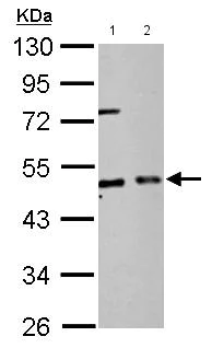 Western blot - Anti-EIF2S2/EIF2B antibody (AB155649)