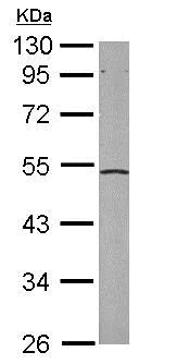 Western blot - Anti-EIF2S2/EIF2B antibody (AB155649)