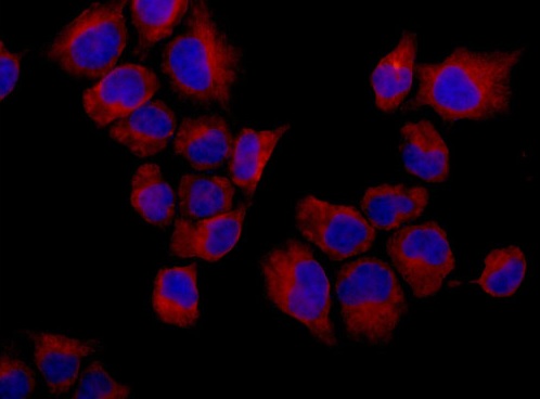 Immunocytochemistry/ Immunofluorescence - Anti-EIF2S2/EIF2B antibody [EPR15833(B)] - BSA and Azide free (AB250752), expandable thumbnail