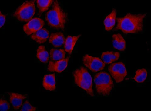 Immunocytochemistry/ Immunofluorescence - Anti-EIF2S2/EIF2B antibody [EPR15833(B)] - BSA and Azide free (AB250752)