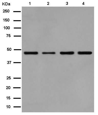 Western blot - Anti-EIF2S2/EIF2B antibody [EPR15833(B)] - BSA and Azide free (AB250752), expandable thumbnail