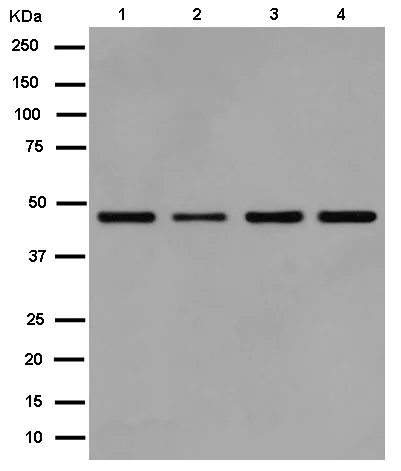 Western blot - Anti-EIF2S2/EIF2B antibody [EPR15833(B)] - BSA and Azide free (AB250752)