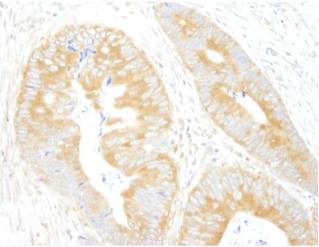 Immunohistochemistry (Formalin/PFA-fixed paraffin-embedded sections) - Anti-eIF3A antibody (AB105113)