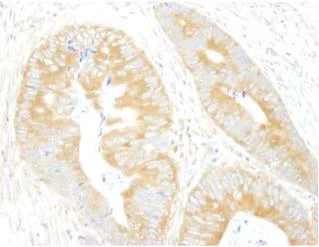 Immunohistochemistry (Formalin/PFA-fixed paraffin-embedded sections) - Anti-eIF3A antibody (AB105113)