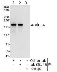 Immunoprecipitation - Anti-eIF3A antibody (AB86146)