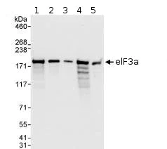 Western blot - Anti-eIF3A antibody (AB86146)
