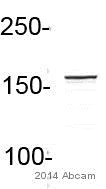 Western blot - Anti-eIF3A antibody (AB86146)