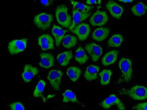 Immunocytochemistry/ Immunofluorescence - Anti-eIF3A antibody [EPR5819(2)] (AB128996)