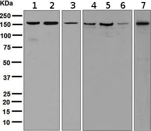 Western blot - Anti-eIF3A antibody [EPR5819(2)] (AB128996)