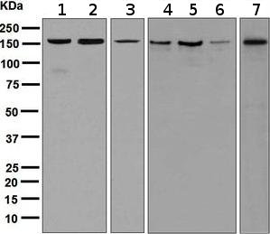 Western blot - Anti-eIF3A antibody [EPR5819(2)] - BSA and Azide free (AB248250)