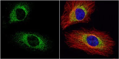 Immunocytochemistry/ Immunofluorescence - Anti-eIF3A antibody - N-terminal (AB155412)