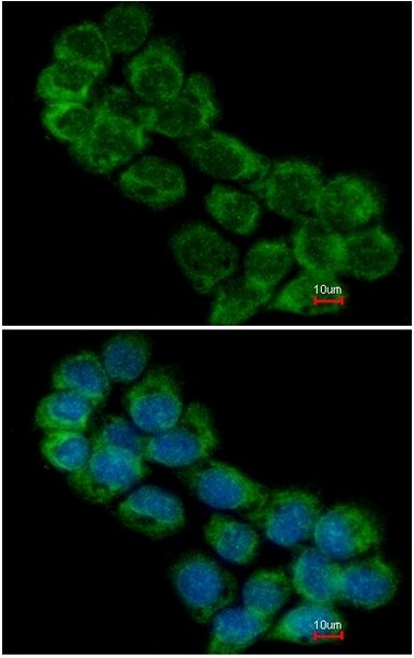 Immunocytochemistry/ Immunofluorescence - Anti-eIF3A antibody - N-terminal (AB155412)