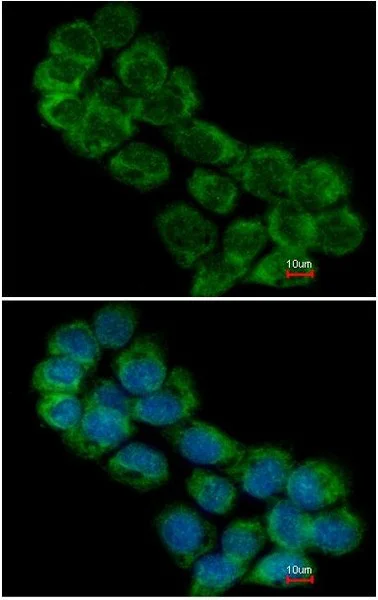 Immunocytochemistry/ Immunofluorescence - Anti-eIF3A antibody - N-terminal (AB155412)