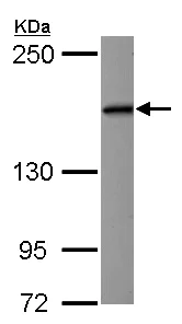 Western blot - Anti-eIF3A antibody - N-terminal (AB155412)