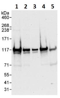 Western blot - Anti-eIF3B antibody (AB264229)