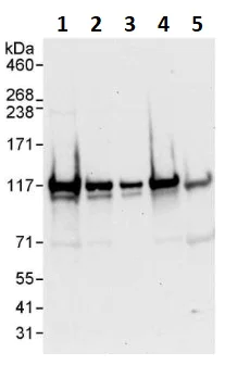 Western blot - Anti-eIF3B antibody (AB264229)
