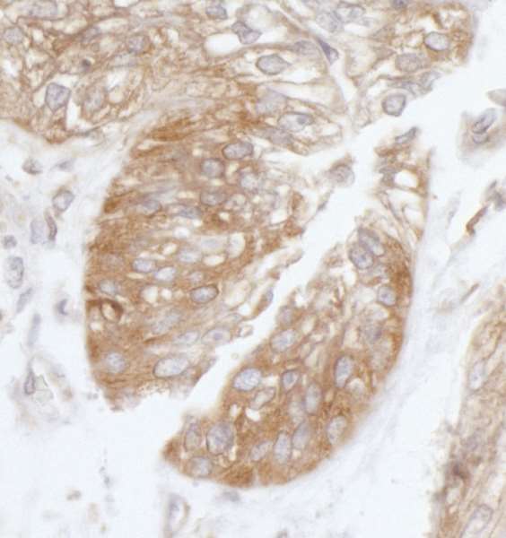 Immunohistochemistry (Formalin/PFA-fixed paraffin-embedded sections) - Anti-eIF3B antibody (AB264230)