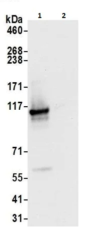 Immunoprecipitation - Anti-eIF3B antibody (AB264230)