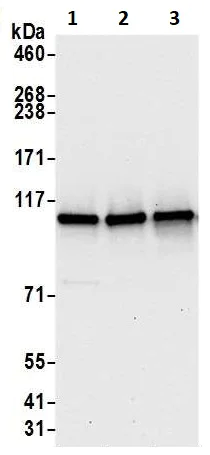 Western blot - Anti-eIF3B antibody (AB264230)