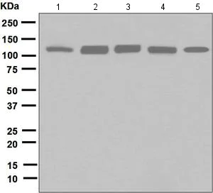 Western blot - Anti-eIF3B antibody [EPR5804] (AB133601)
