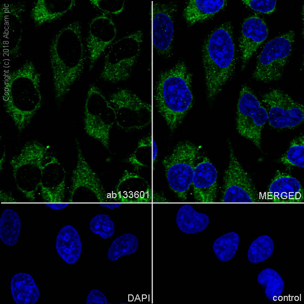 Immunocytochemistry/ Immunofluorescence - Anti-eIF3B antibody [EPR5804] - BSA and Azide free (AB238921)