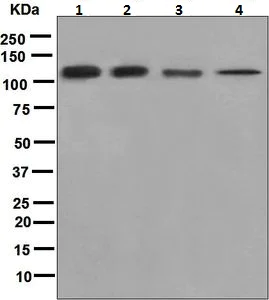 Western blot - Anti-eIF3B antibody [EPR5805] (AB124778)