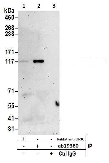 Immunoprecipitation - Anti-EIF3C antibody (AB19360)