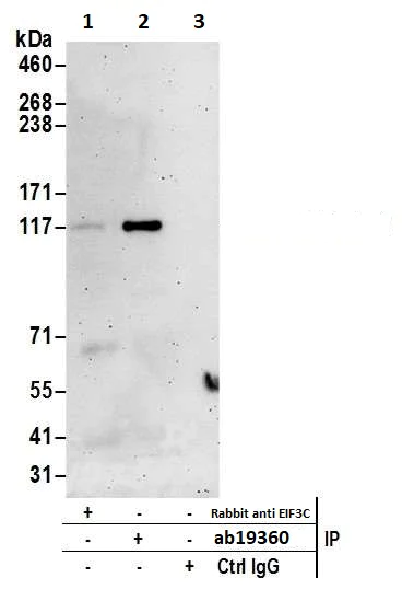 Immunoprecipitation - Anti-EIF3C antibody (AB19360)