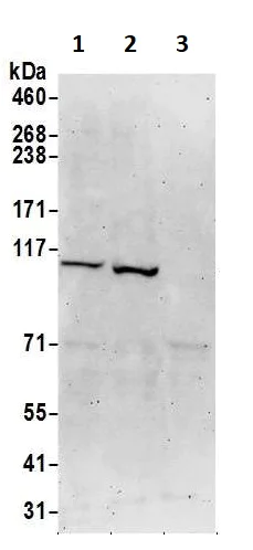 Western blot - Anti-EIF3C antibody (AB19360)
