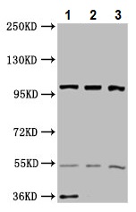 Western blot - Anti-EIF3C antibody (AB237757)