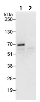 Immunoprecipitation - Anti-EIF3D antibody (AB264228)