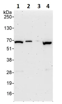 Western blot - Anti-EIF3D antibody (AB264228)