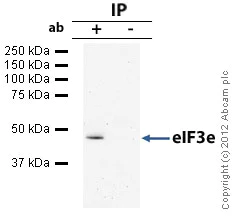 Immunoprecipitation - Anti-eIF3e antibody (AB36766)
