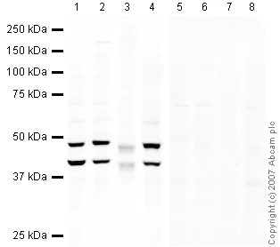 Western blot - Anti-eIF3e antibody (AB36766)