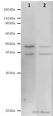 Western blot - Anti-eIF3e antibody (AB36766)