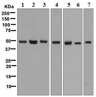Western blot - Anti-eIF3e antibody [EPR6877] (AB125033)