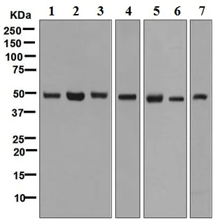 Western blot - Anti-eIF3e antibody [EPR6877] (AB125033)