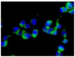 Immunocytochemistry/ Immunofluorescence - Anti-eIF3e antibody [EPR6878(2)] - BSA and Azide free (AB248752), expandable thumbnail