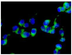 Immunocytochemistry/ Immunofluorescence - Anti-eIF3e antibody [EPR6878(2)] - BSA and Azide free (AB248752)