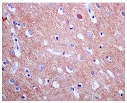 Immunohistochemistry (Formalin/PFA-fixed paraffin-embedded sections) - Anti-eIF3e antibody [EPR6878(2)] - BSA and Azide free (AB248752)