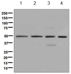 Western blot - Anti-eIF3e antibody [EPR6878(2)] - BSA and Azide free (AB248752), expandable thumbnail