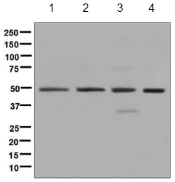 Western blot - Anti-eIF3e antibody [EPR6878(2)] - BSA and Azide free (AB248752)