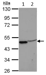 Western blot - Anti-EIF3F antibody (AB155475)