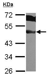 Western blot - Anti-EIF3F antibody (AB155475), expandable thumbnail