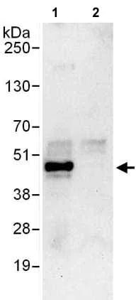 Immunoprecipitation - Anti-EIF3F antibody (AB176853)