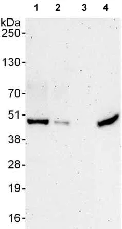 Western blot - Anti-EIF3F antibody (AB176853)